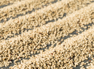 K&aacute;v&eacute;sz&aacute;r&iacute;t&aacute;si folyamat