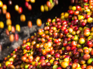 Mosott elj&aacute;r&aacute;s a k&aacute;v&eacute; elő&aacute;ll&iacute;t&aacute;s&aacute;hoz