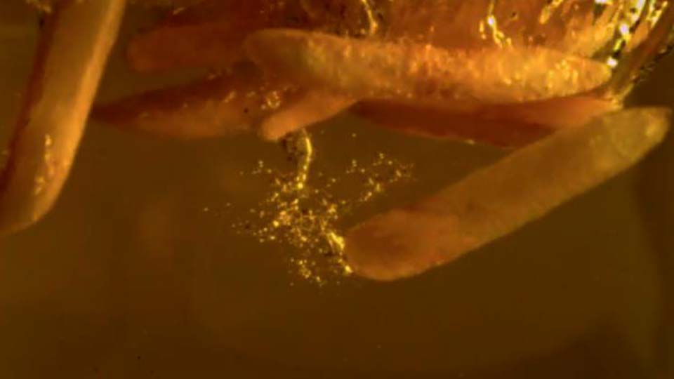 Reggelizők&eacute;szlet, term&eacute;kvide&oacute;